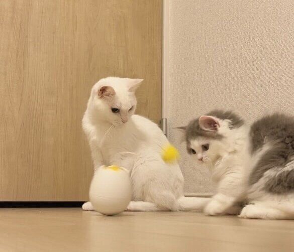 おもちゃで遊ぶイヴちゃん、エルちゃん