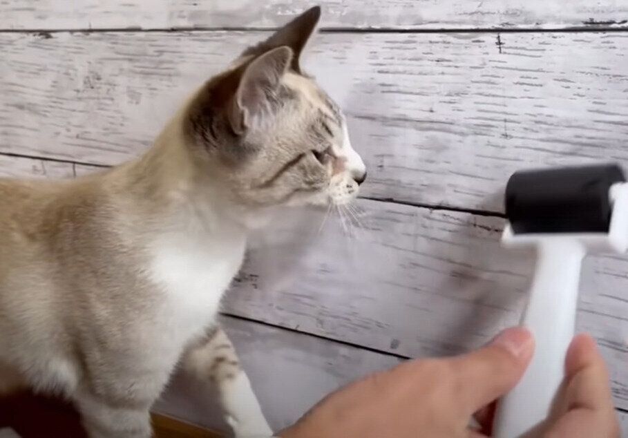 興味津々のリノちゃん