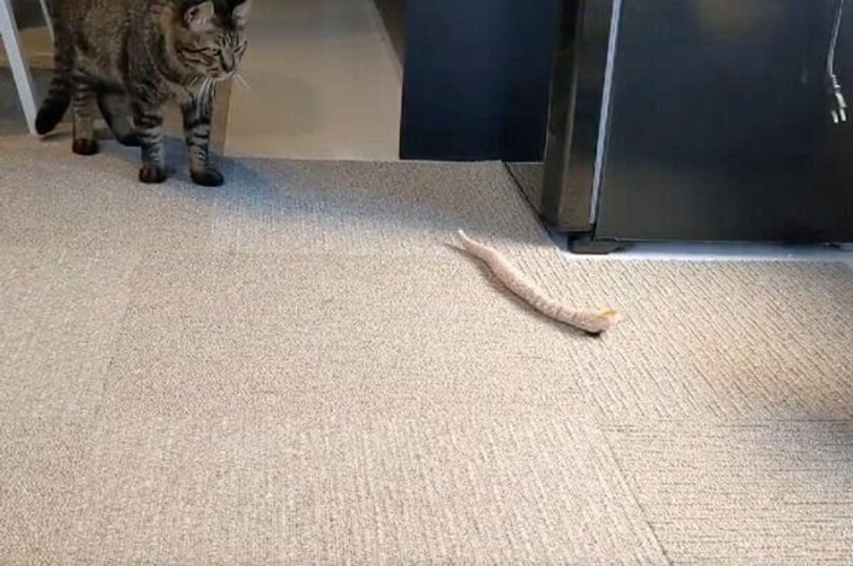 リアルすぎるヘビを見た猫 ニャンだこれは と驚く姿が可愛すぎる ねこのきもちweb Magazine リアルすぎるヘビを見た猫 ニャンだこれは と驚く姿が可愛すぎる ねこのきもちweb Magazine