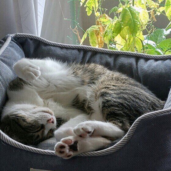 MIXキジトラのみ～ちゃん