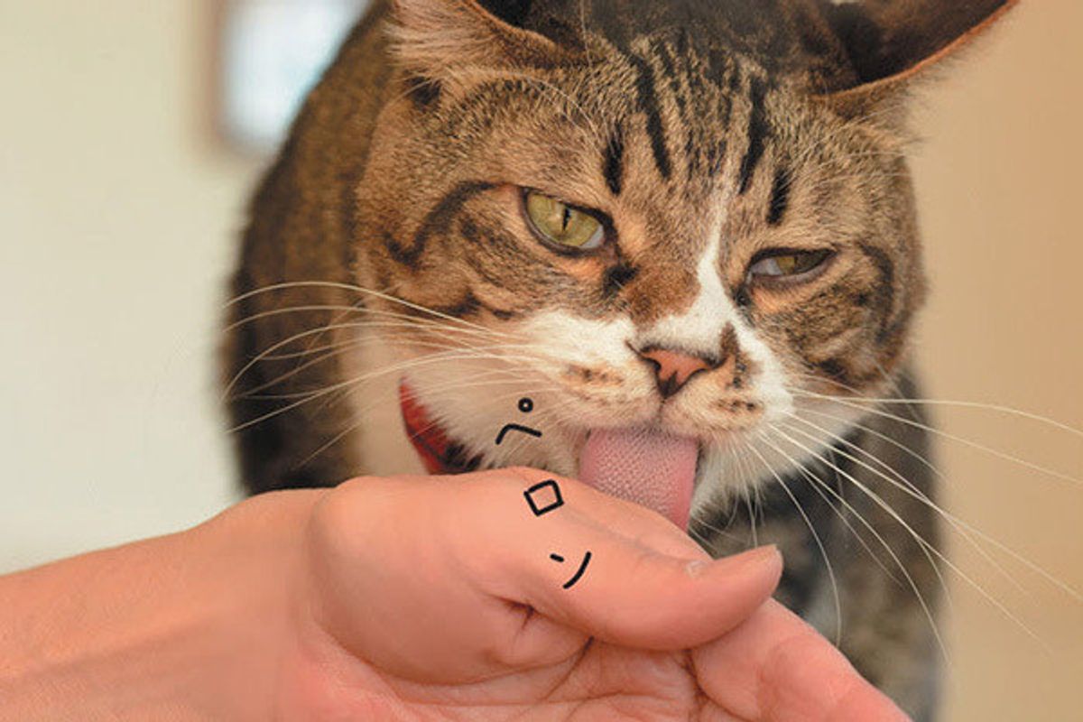 猫の 舐める 嗅ぐ に隠された本当のキモチ 知ってる ねこのきもちweb Magazine 猫の 舐める 嗅ぐ に隠された本当のキモチ 知ってる ねこのきもちweb Magazine