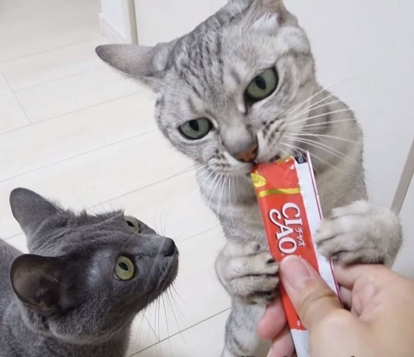 みんな大好きチャオちゅーる 食べ方に個性がでちゃう4匹の猫たち ねこのきもちweb Magazine みんな大好きチャオちゅーる 食べ方に個性がでちゃう4匹の猫たち ねこのきもちweb Magazine