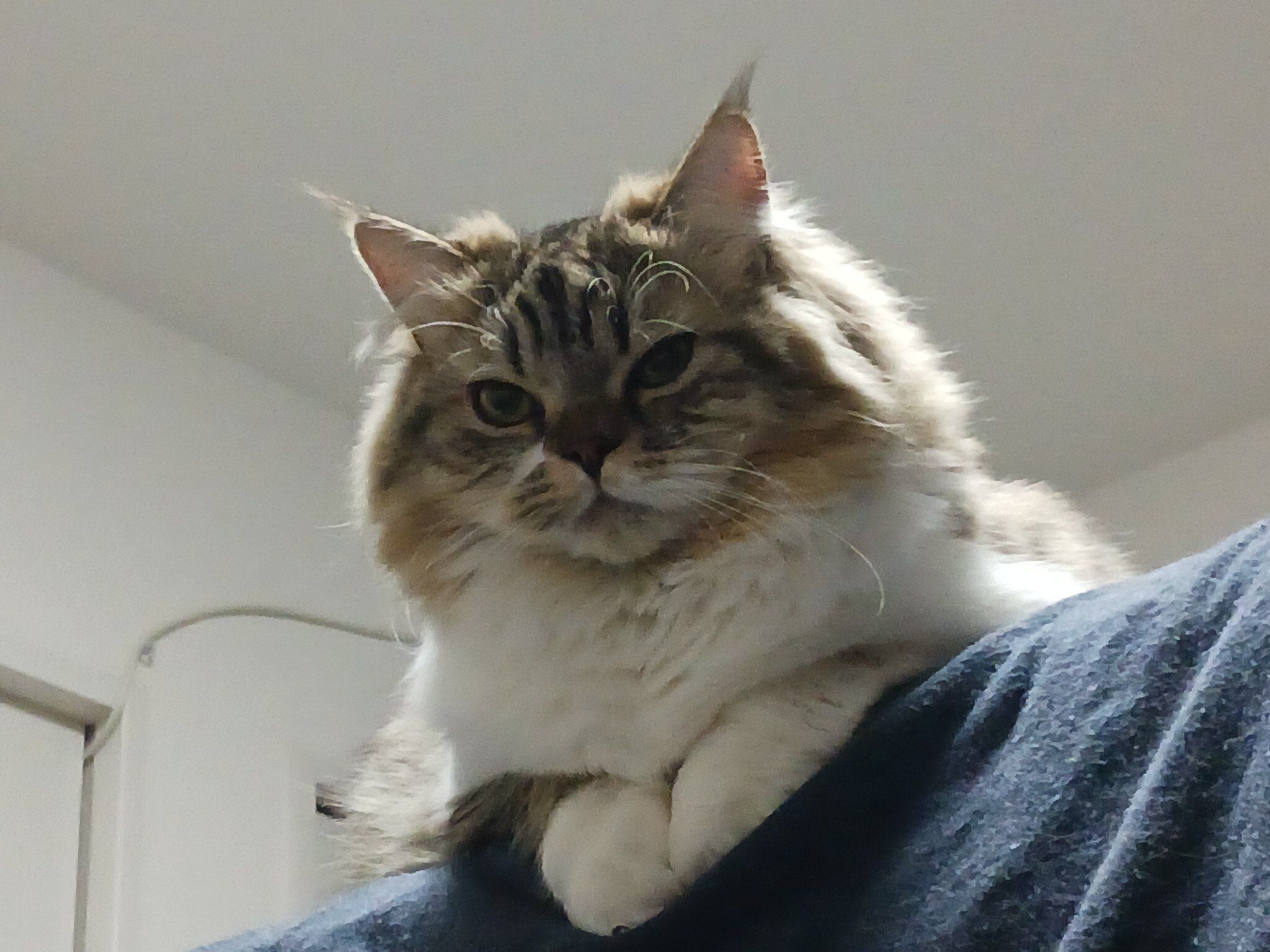 不機嫌そうに見えるランちゃん。