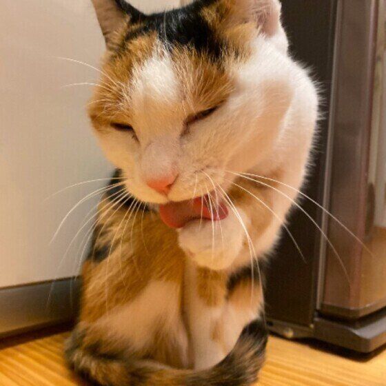 毛づくろいする三毛猫