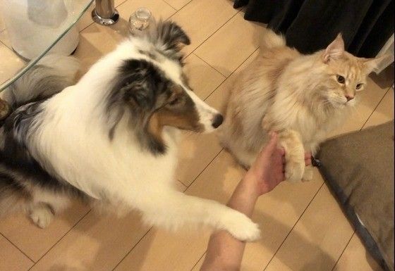 オテをするメインクーンと犬