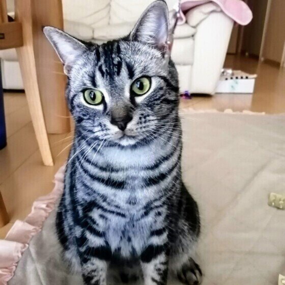 猫が嫌いな人に対してする 怒りの鳴き方 2つ 獣医師解説 ねこのきもちweb Magazine 猫が嫌いな人に対してする 怒りの鳴き方 2つ 獣医師解説 ねこのきもちweb Magazine