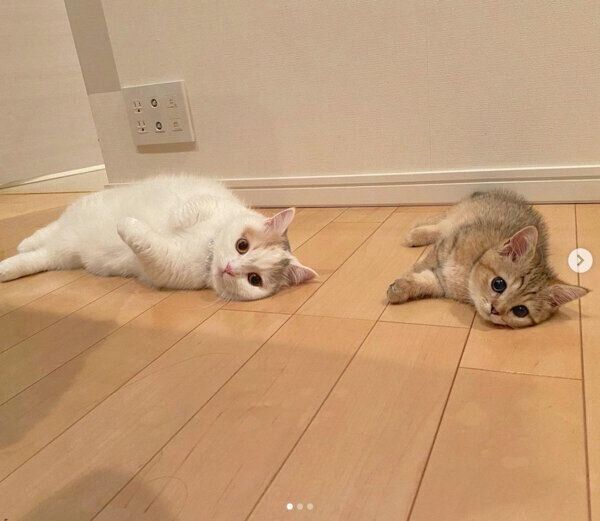 くつろぐにぼしちゃん、しらすちゃん