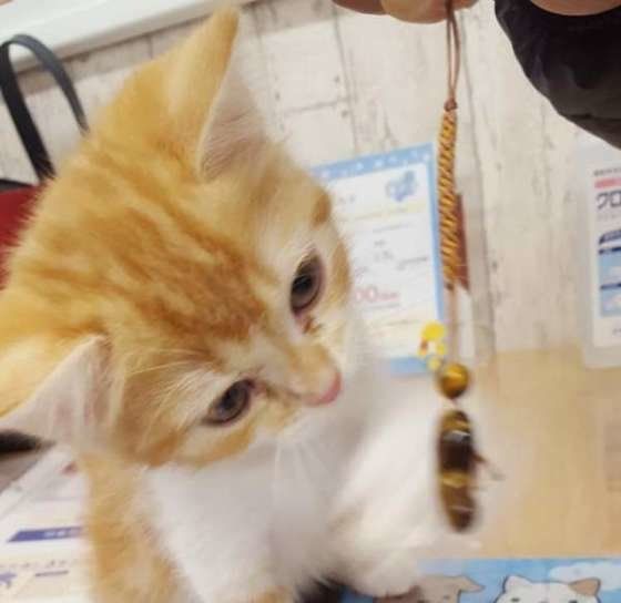 猫とキーホルダー