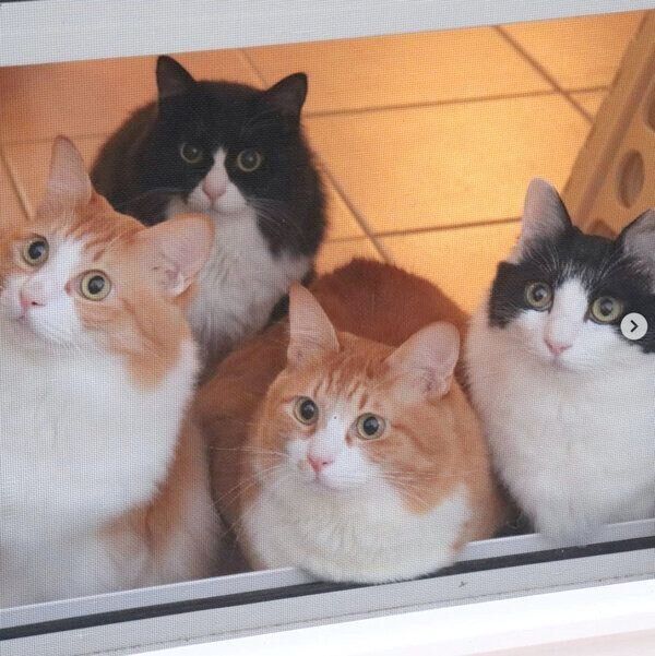 外を眺める猫たち