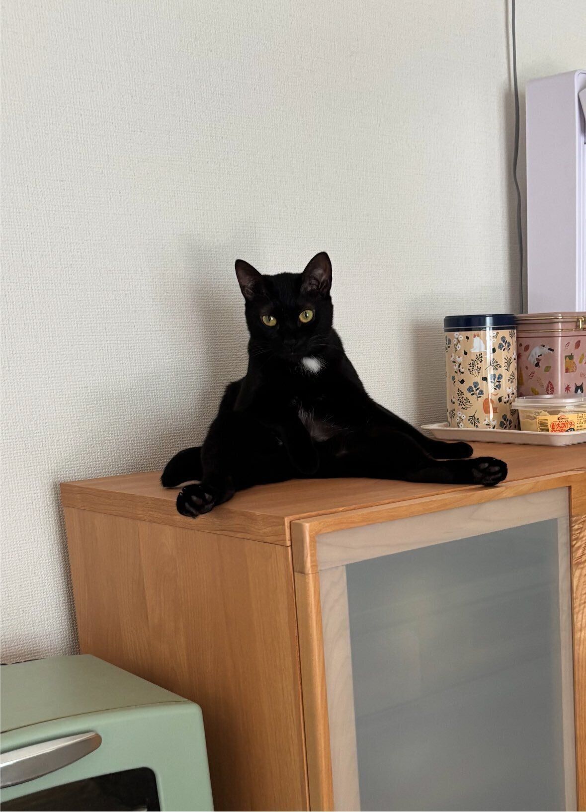 座っている猫