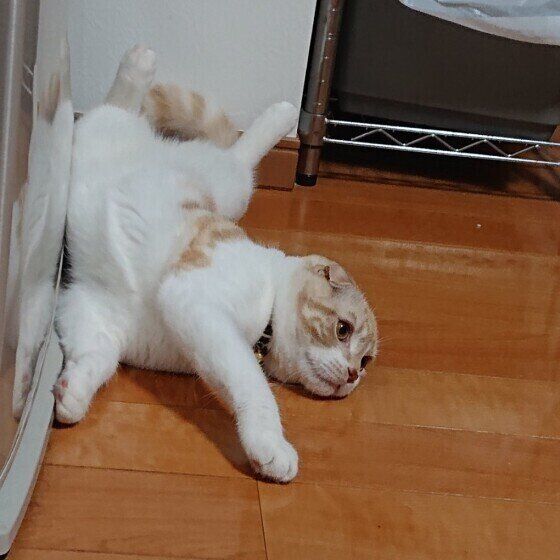 冷蔵庫の前を陣取る猫（スコティッシュフォールド、オス）