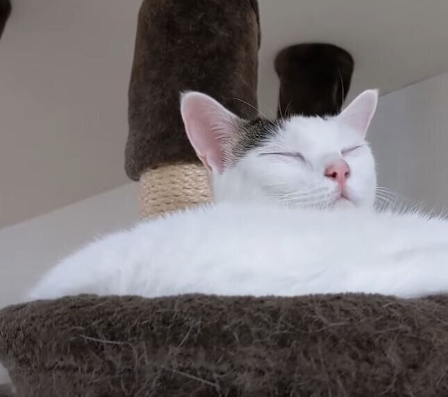 キャットタワーで寝る猫