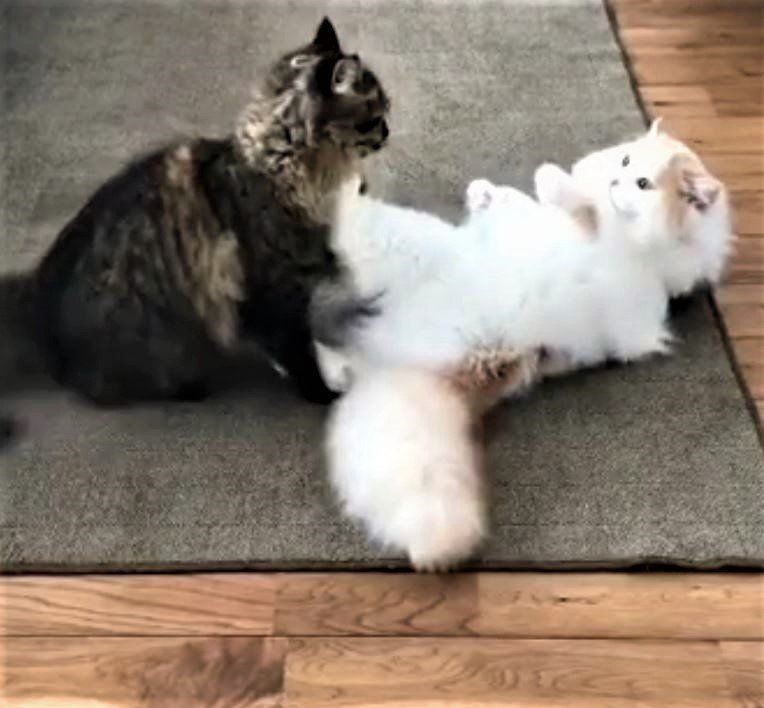 プロレス中のチロルくんとアポロくん