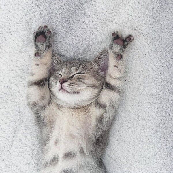 左の前足の指が3本しかないコユビちゃん