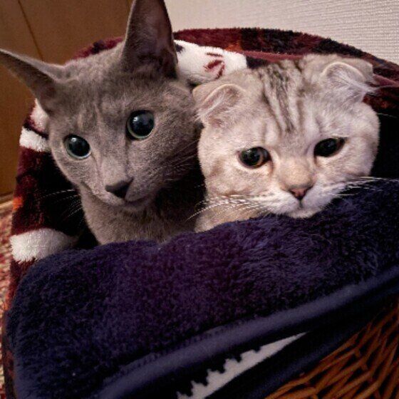 くっついている猫