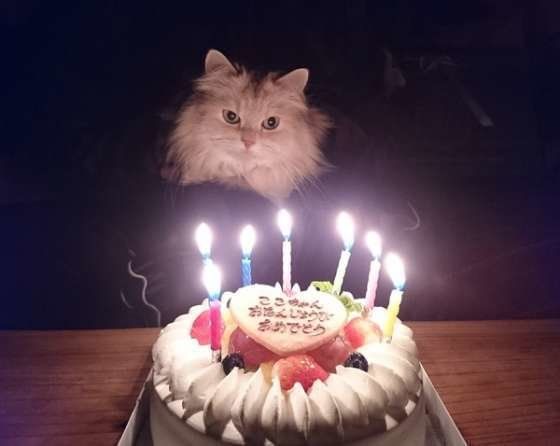 7才の誕生日のマンチカンのここちゃん