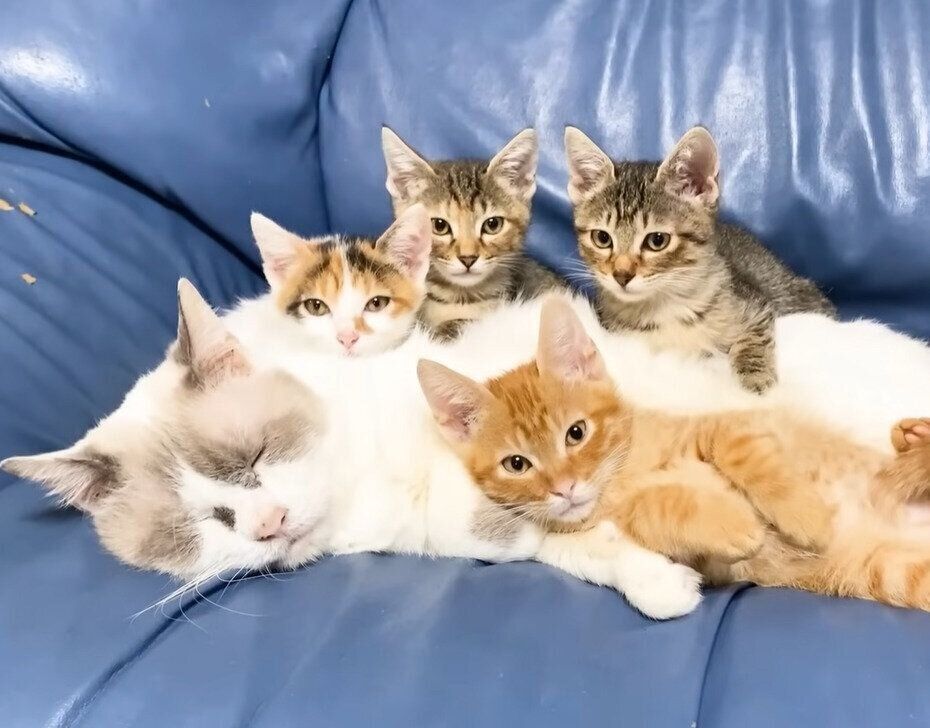 たまさんと4匹の子猫たち