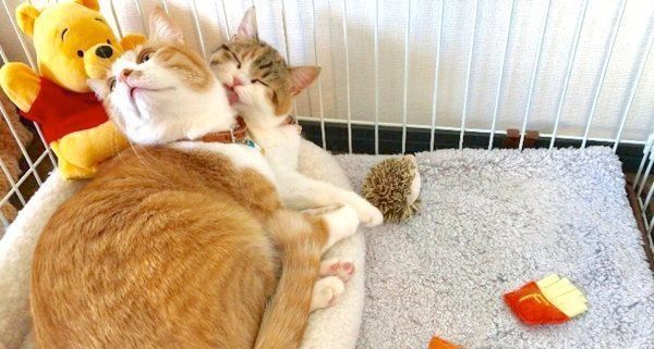 元保護猫のきなこちゃんと、スコティッシュフォールドのおもちちゃん