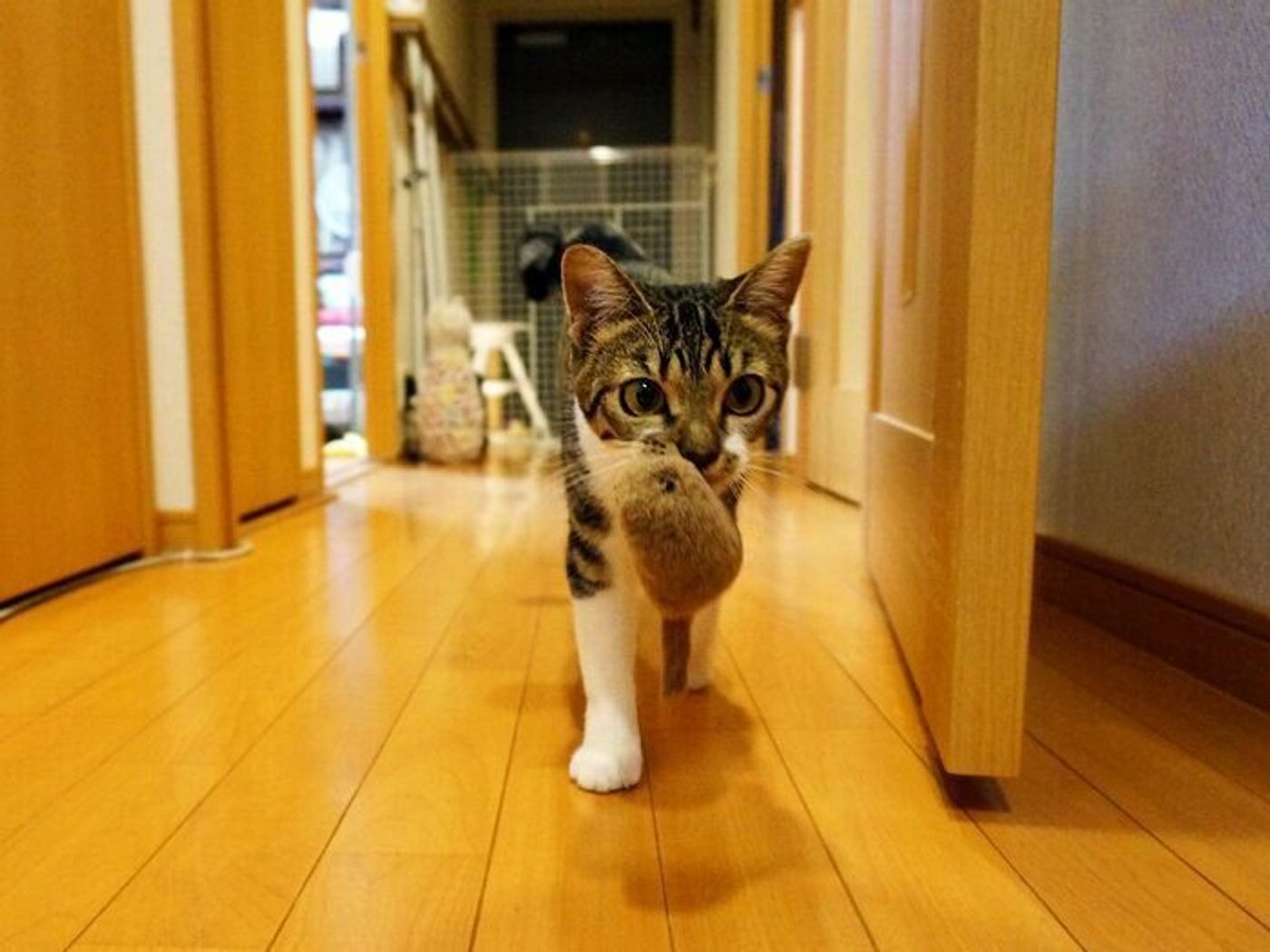 口にくわえて持ってくる 動作がたまらなくかわいいのです 本日もねこ晴れなり Vol 2 ねこのきもちweb Magazine 口にくわえて持ってくる 動作がたまらなくかわいいのです 本日もねこ晴れなり Vol 2 ねこのきもちweb Magazine