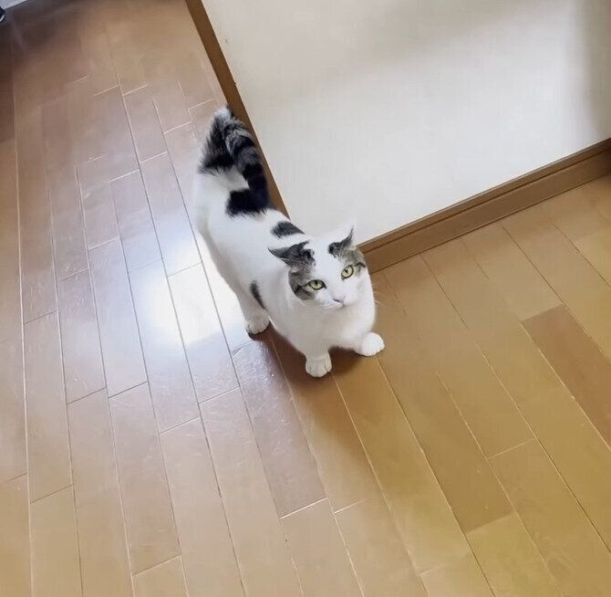 見上げる猫