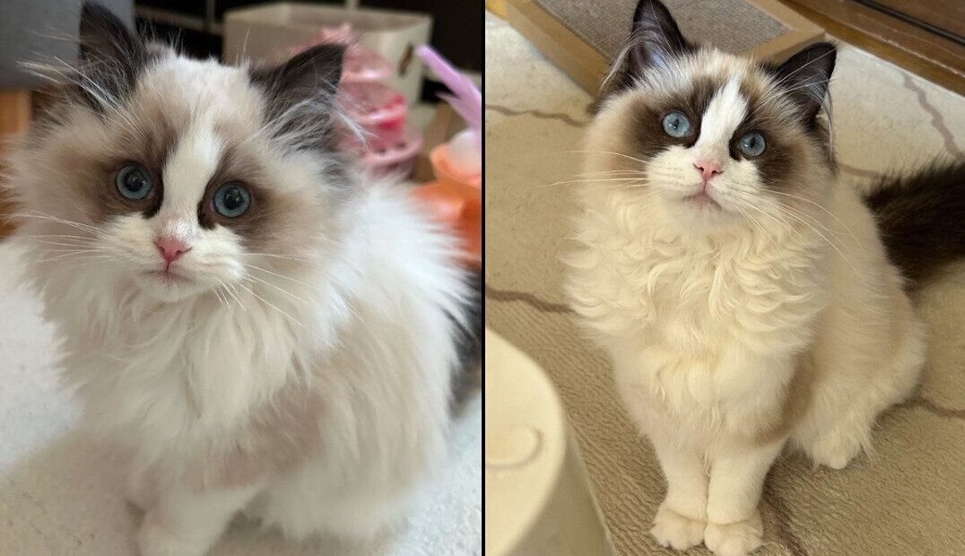 すくすく元気に成長しているミアちゃん