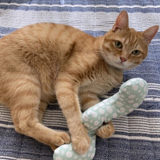 おもちゃで遊ぶ猫