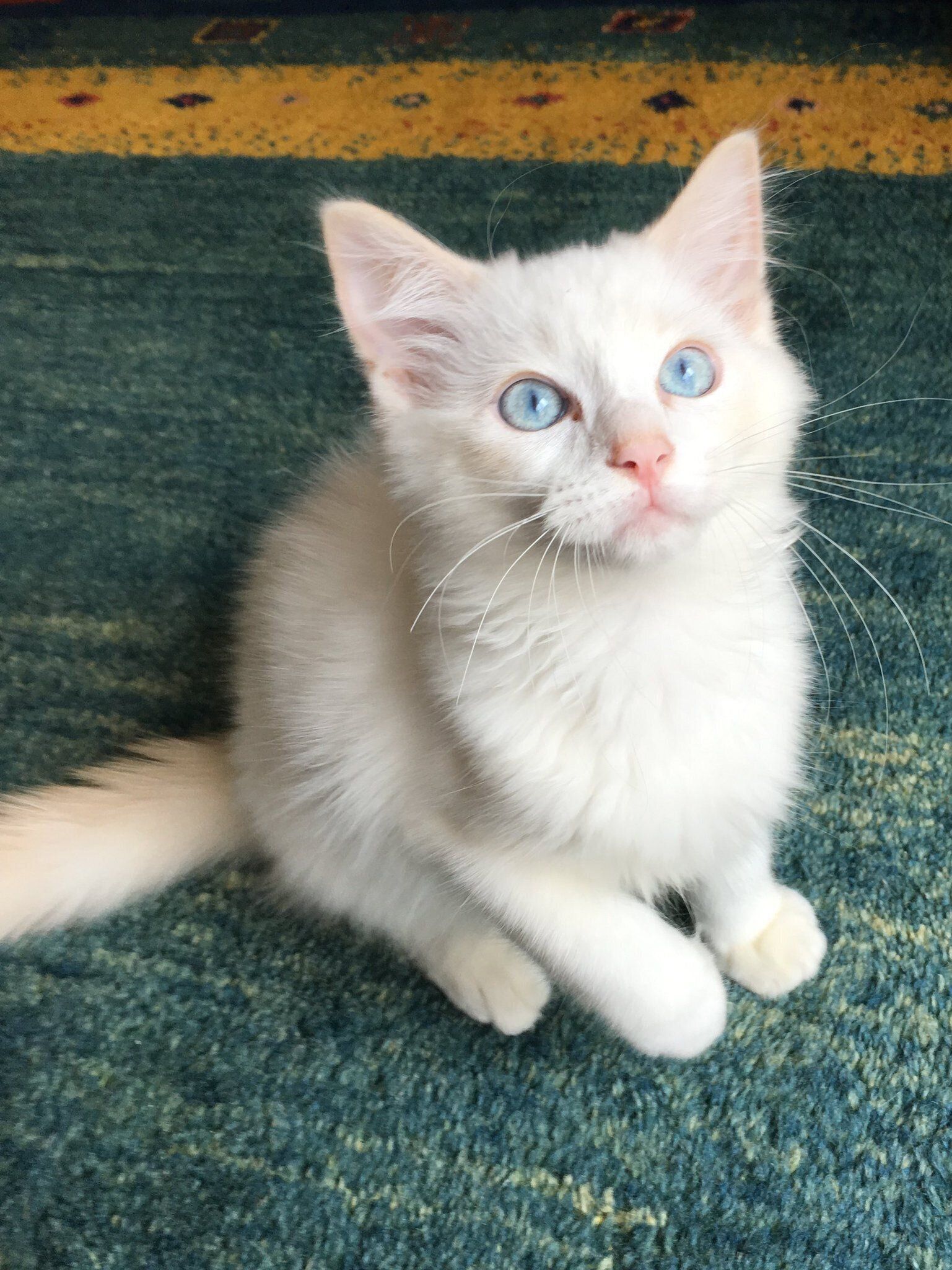 生後3カ月のラグドール