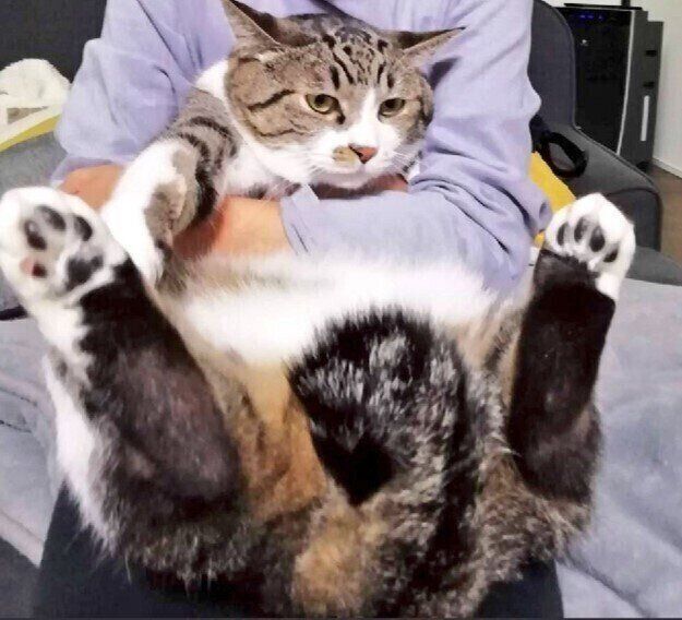 虚無顔で抱っこされる猫