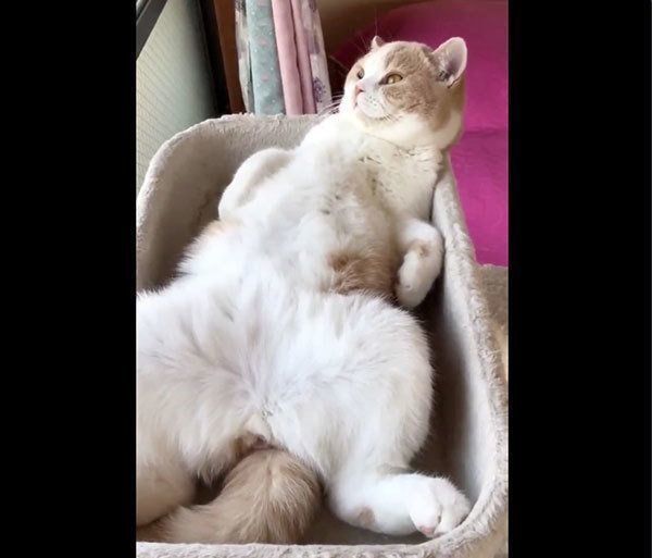 くつろぐてんぷらちゃん