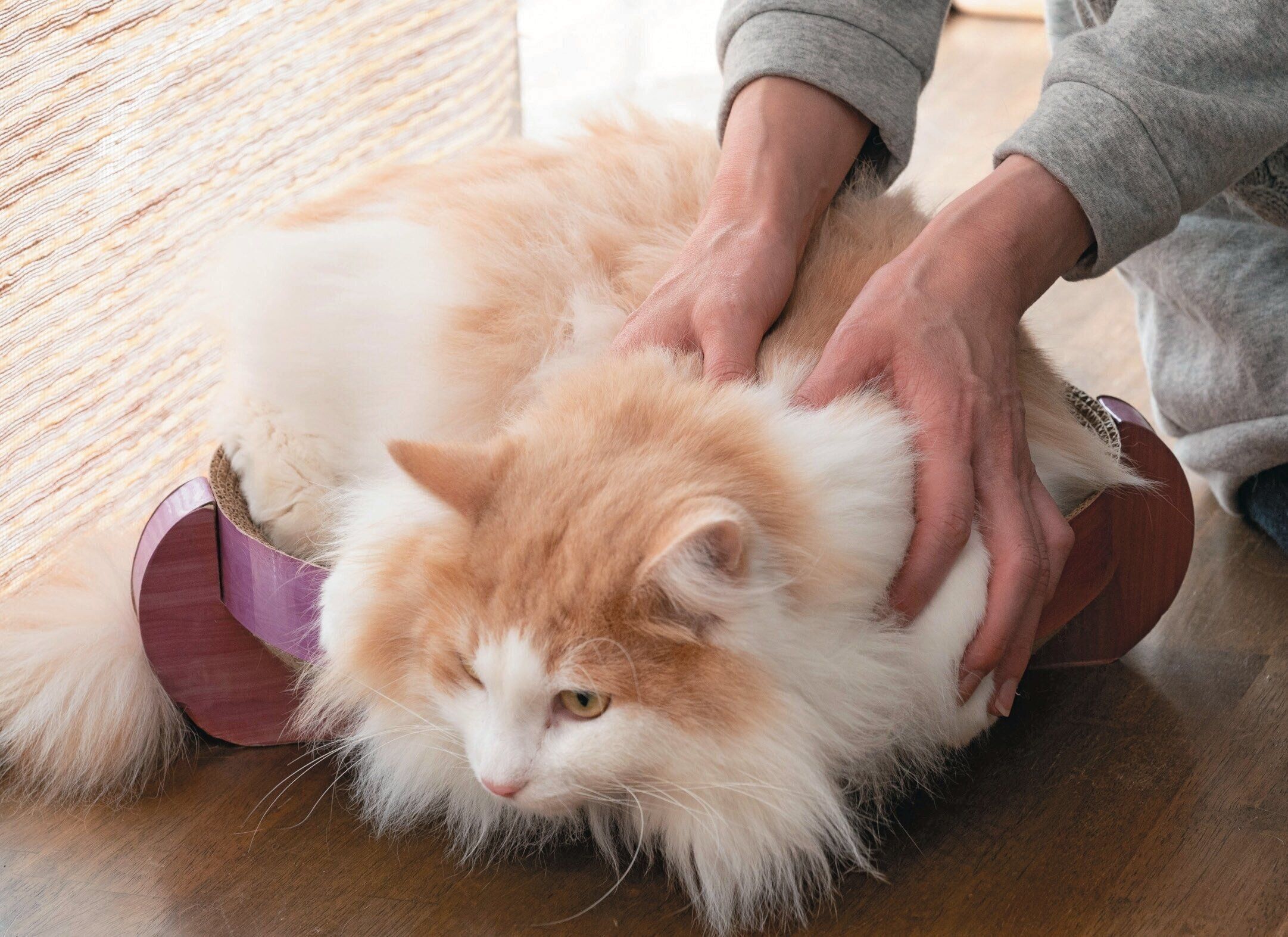 猫の背骨の触れ方