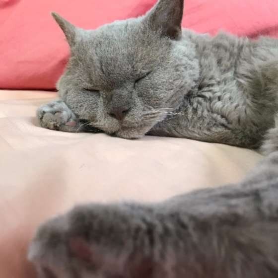 眠るセルカークレックス