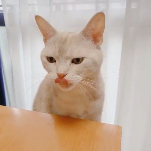 ちゅ〜るの余韻が長いアメリカンショートヘア