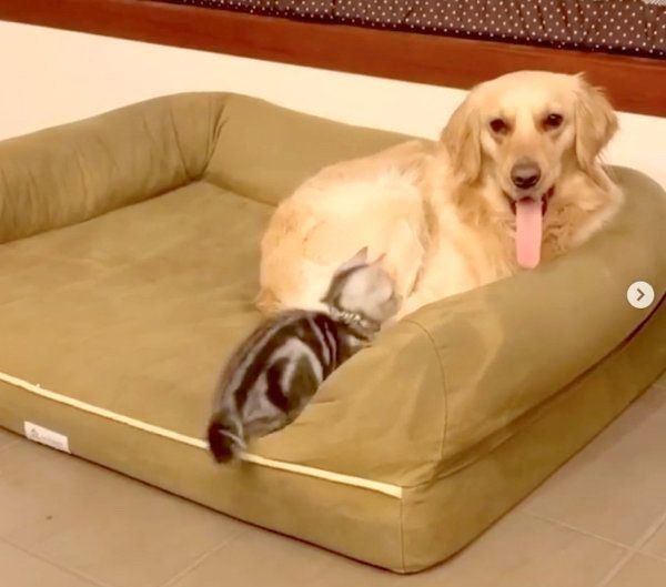 ベガちゃんの舌を狙うあずきちゃん