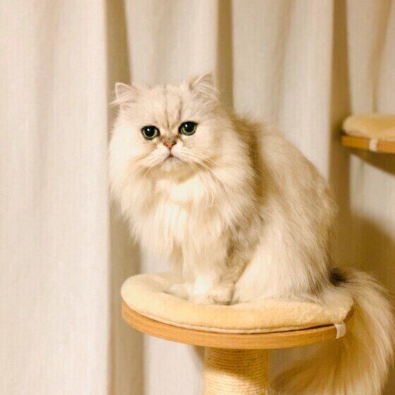 ペルシャのみゅうちゃん