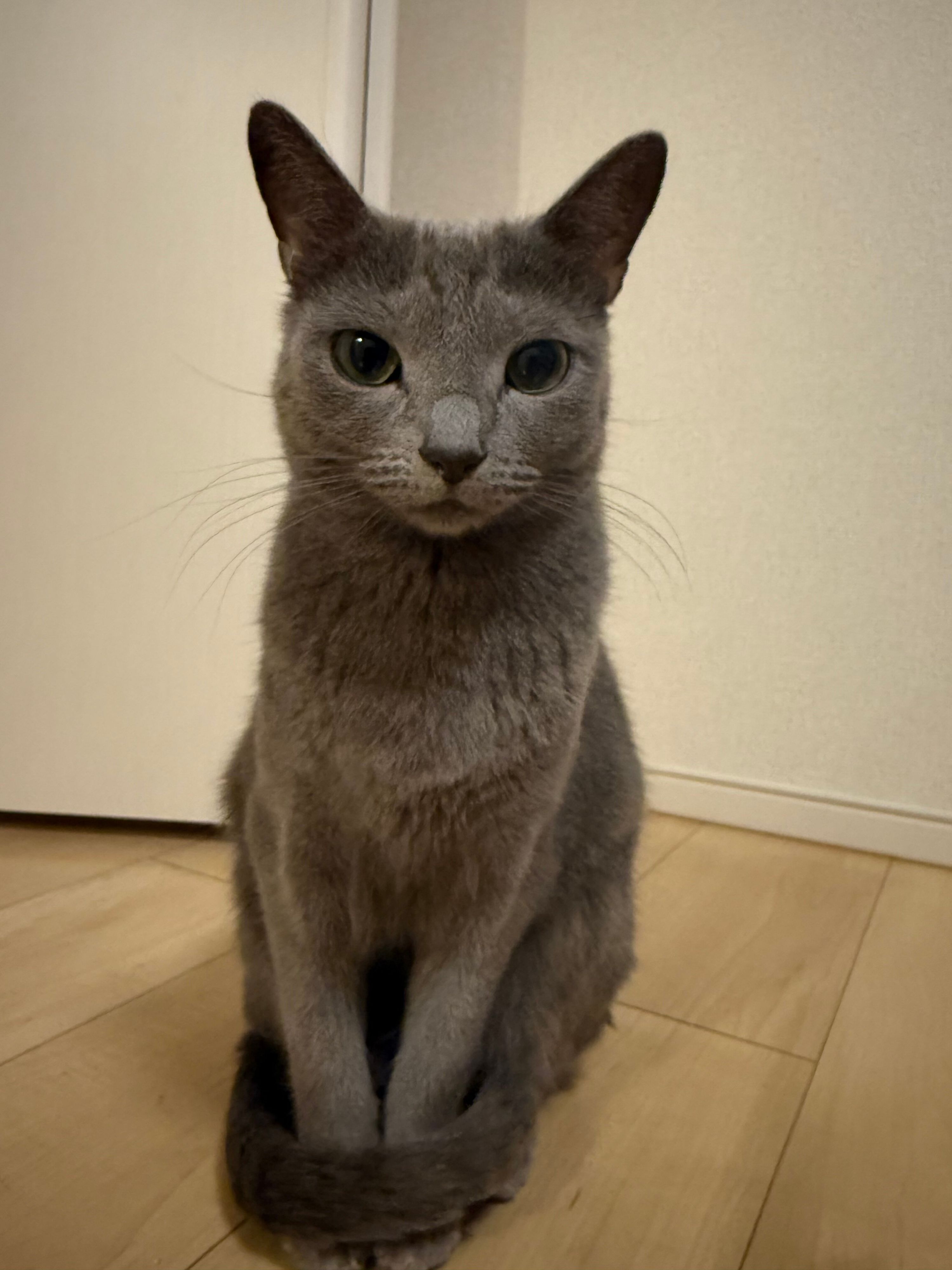 飼い主を見るロシアンブルー