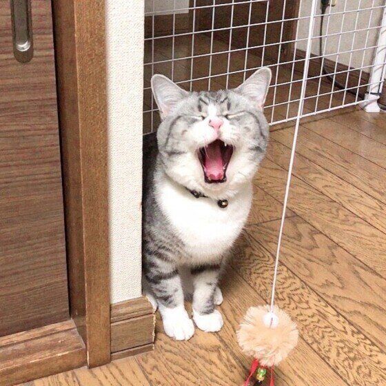 あくびをするスコティッシュフォールド