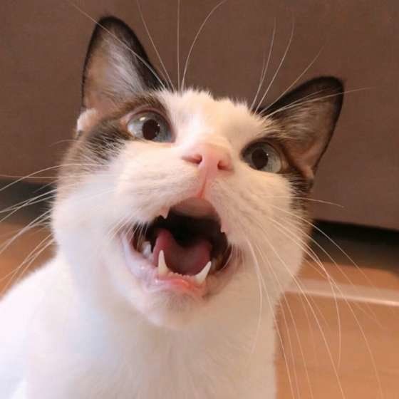 ごはんをねだる猫