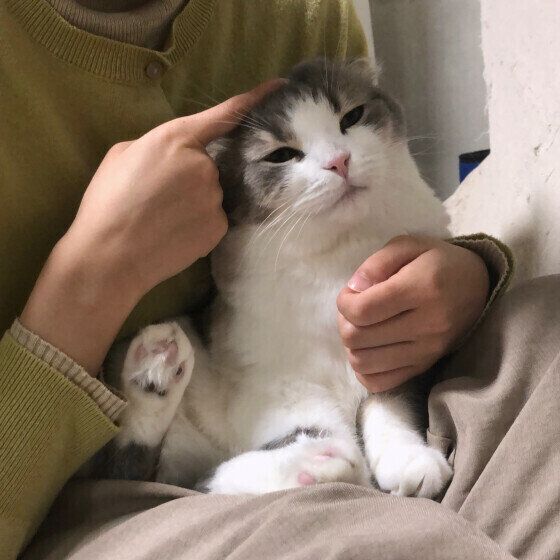 スコティッシュフォールドのくうちゃん♪