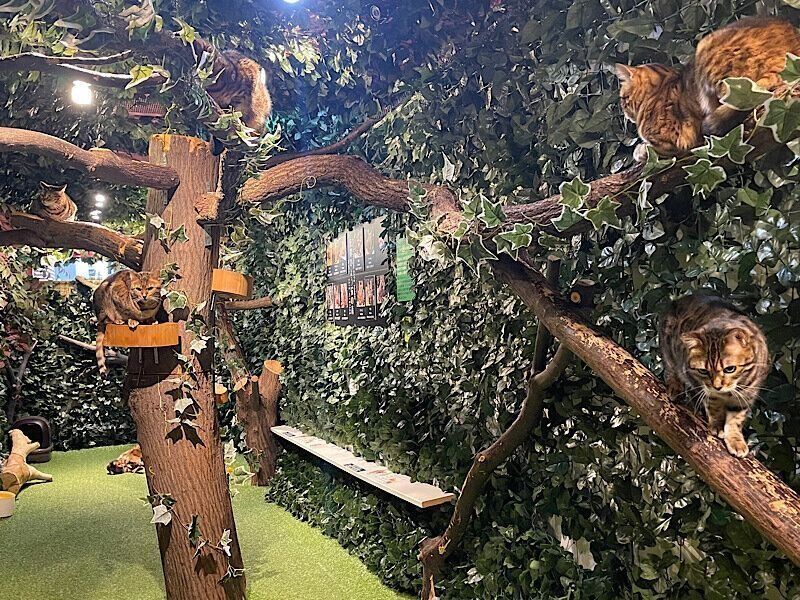 森の中にいる、野生味あふれるベンガルキャット