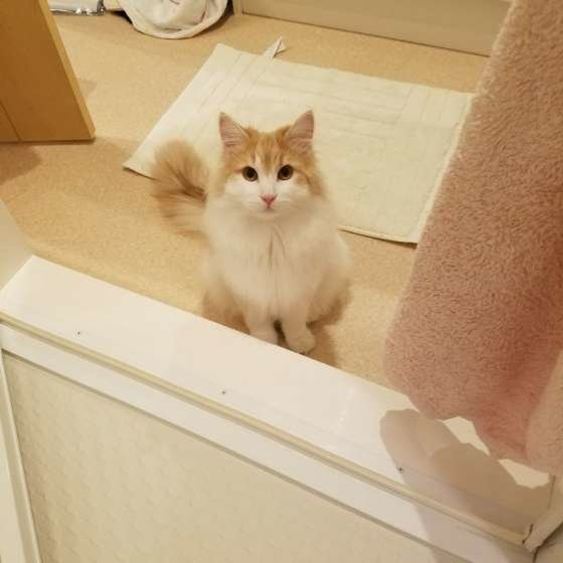 飼い主さんのお風呂上がりを待つ猫たち その行動の真意とは ねこのきもちweb Magazine 飼い主さんのお風呂上がりを待つ猫たち その行動の真意とは ねこのきもちweb Magazine