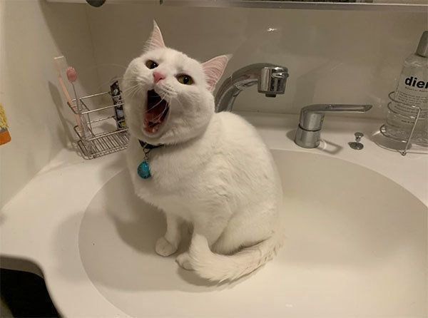 お水を出してほしいハク様