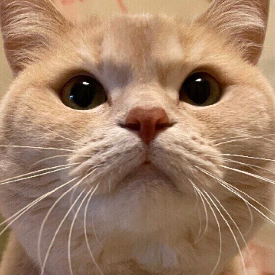 むぎちゃん（マンチカン）