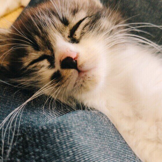 キジトラのてんくん