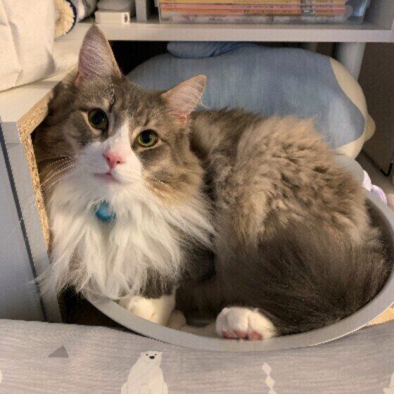 ノルウェージャンフォレストキャットのジンちゃん