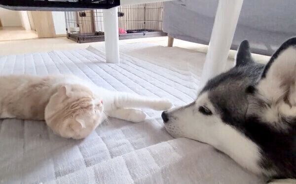 はっちゃんの鼻を触りたいじゅんちゃん