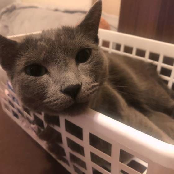 ロシアンブルーのトルコくん