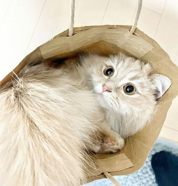 紙袋に入るモニくん