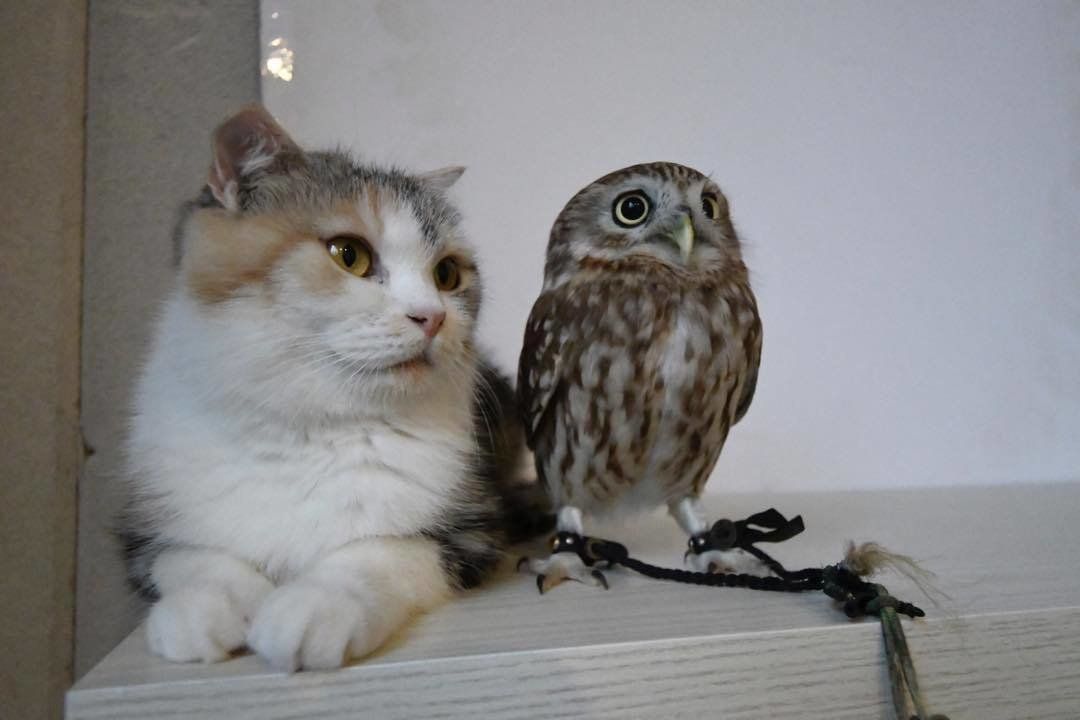 何かを見つめるフクマリコンビ