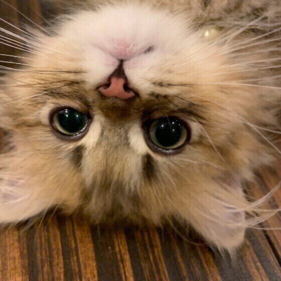 見つめるペルシャ