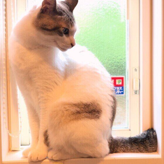 窓辺に座るMIXの男の子